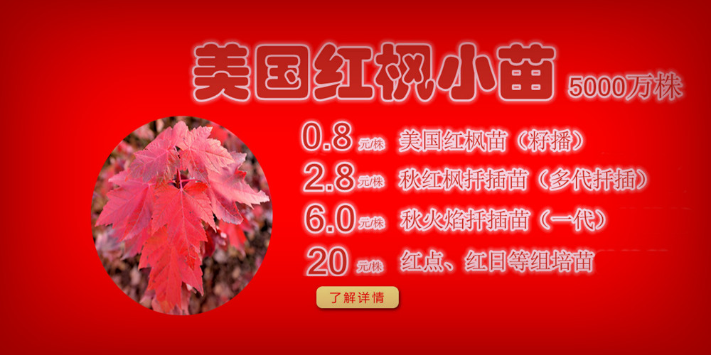 夕陽紅、十月光輝、紅點(diǎn)紅楓、美國紅楓小苗質(zhì)佳價(jià)平回饋廣大客戶，接受2017-2018季苗預(yù)定！