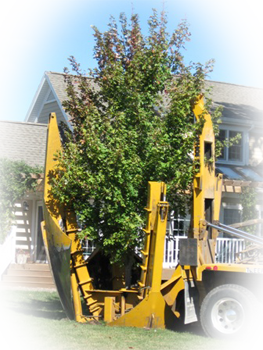 繁殖、栽培、養(yǎng)護(hù)美國紅楓專家